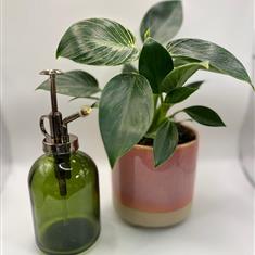 House plant gift set